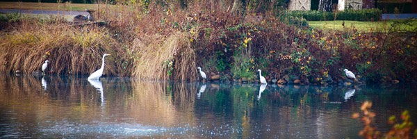 Egrets at Shelborne Lake island