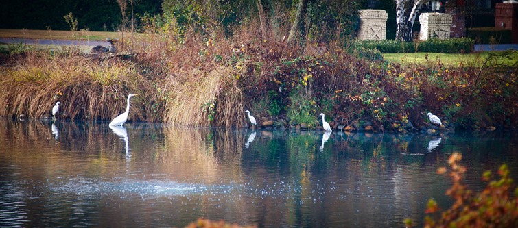 Egrets at Shelborne Lake island