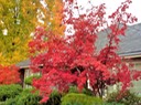 Home_Japanese Maple  002